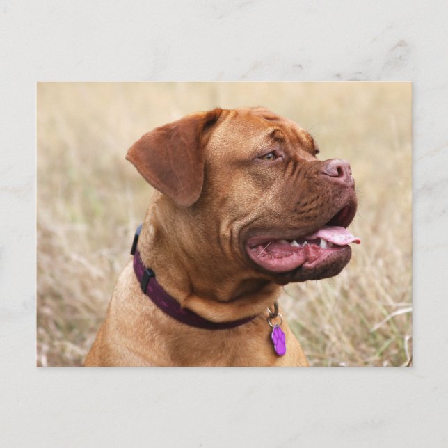 Postal dogue de bordeaux (Anverso)