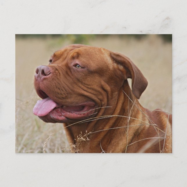 Postal Dogue de Bordeaux (Anverso)
