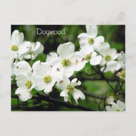 Postal Dogwood