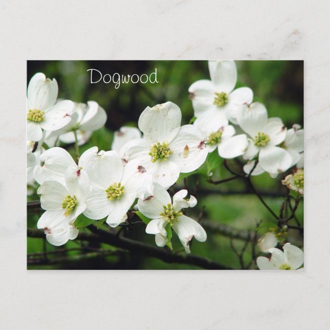Postal Dogwood (Anverso)
