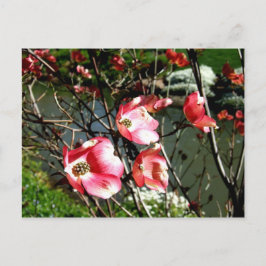 Postal Dogwood