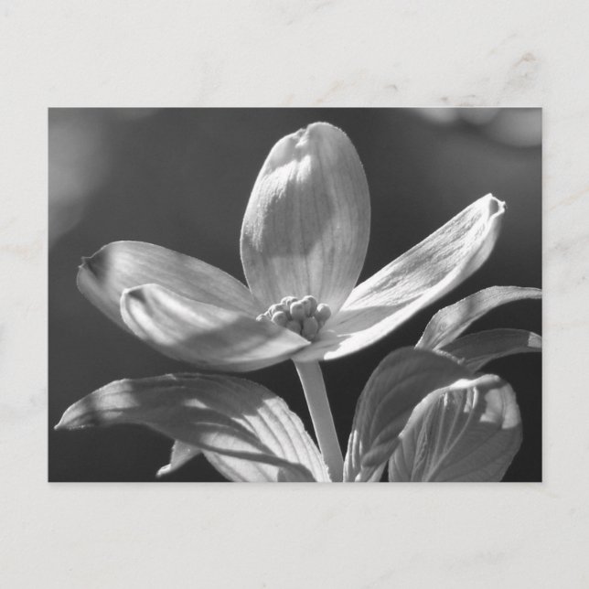 Postal Dogwood Bloom (Anverso)