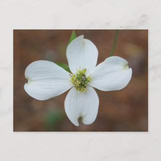 Postal Dogwood Bloom