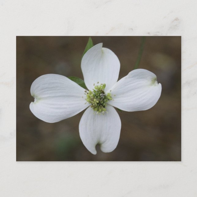 Postal Dogwood Bloom (Anverso)