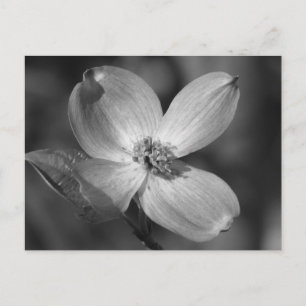 Postal Dogwood Bloom Rosa