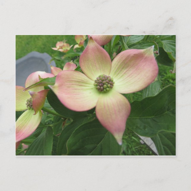 Postal Dogwood Blossom (Anverso)