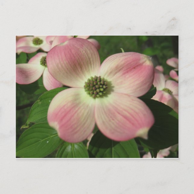 Postal Dogwood Blossom (Anverso)