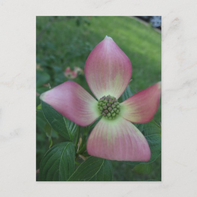 Postal Dogwood Cross (Anverso)