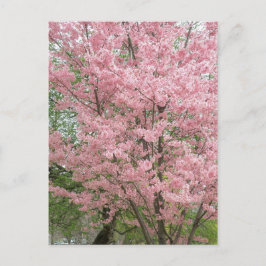 Postal Dogwood de flores rosadas