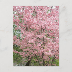Postal Dogwood de flores rosadas