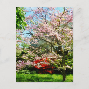 Postal Dogwood de flores rosadas