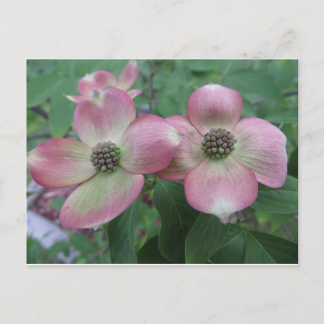 Postal Dogwood doble (Anverso)