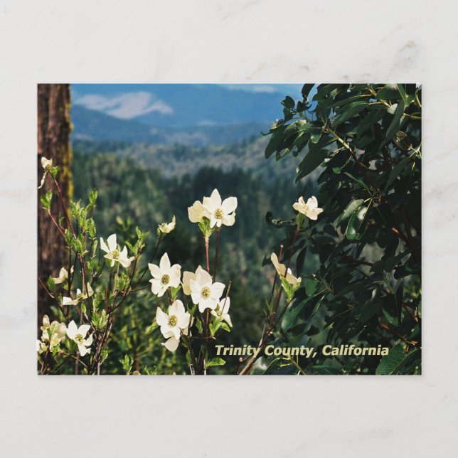 Postal Dogwood está en flor........ (Anverso)