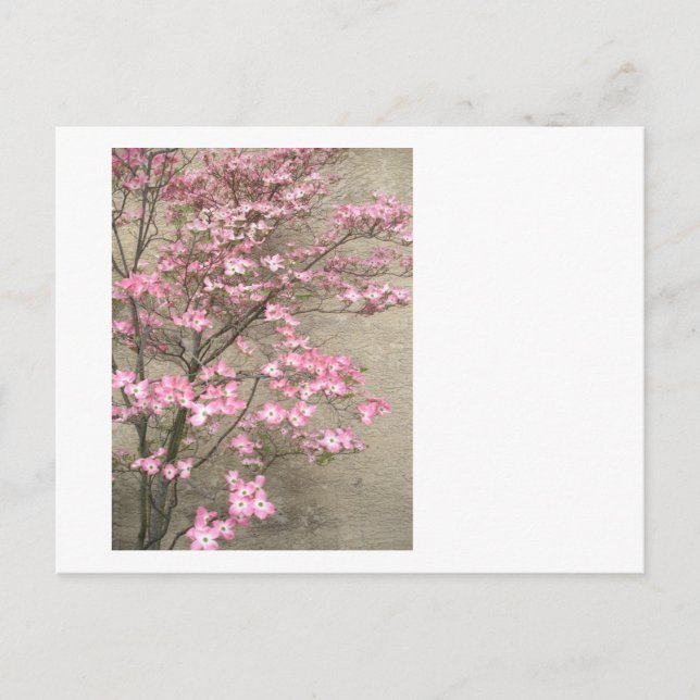 Postal Dogwood florida (Anverso)