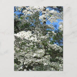 Postal Dogwood florida