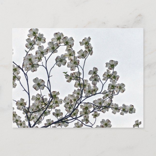 Postal Dogwood florida blanca (Anverso)
