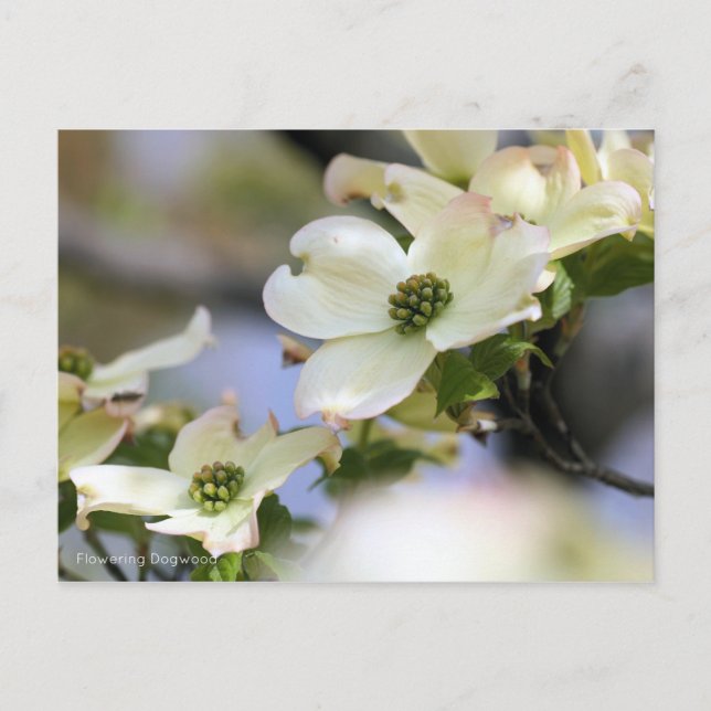 Postal Dogwood florida [postal] (Anverso)