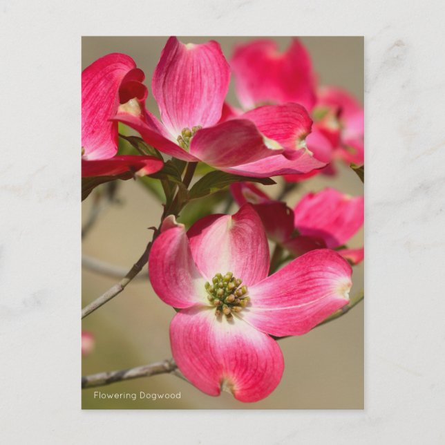 Postal Dogwood florida [postal] (Anverso)