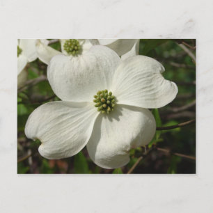 Postal Dogwood Post Card