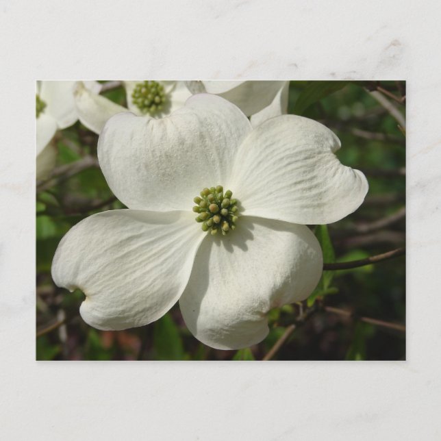 Postal Dogwood Post Card (Anverso)
