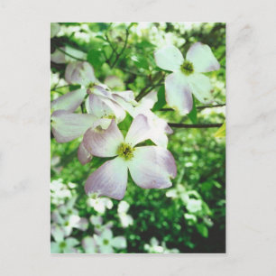 Postal Dogwood primavera