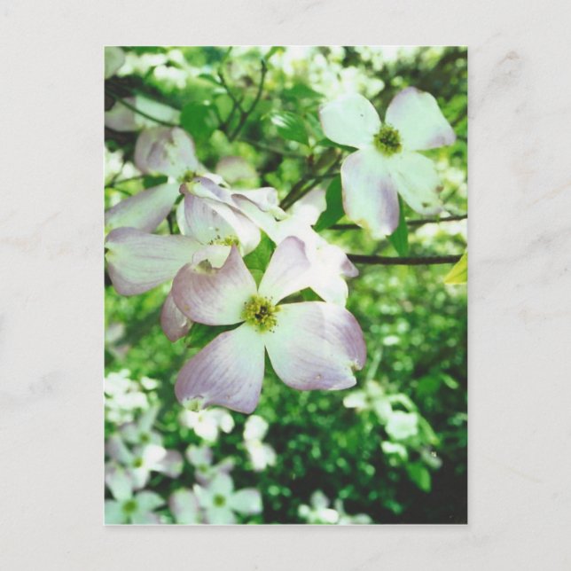 Postal Dogwood primavera (Anverso)