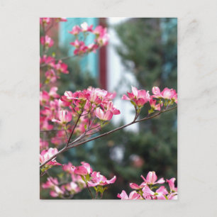 Postal Dogwood rosa