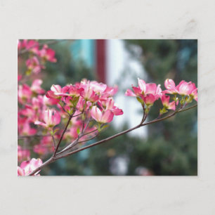 Postal Dogwood rosa