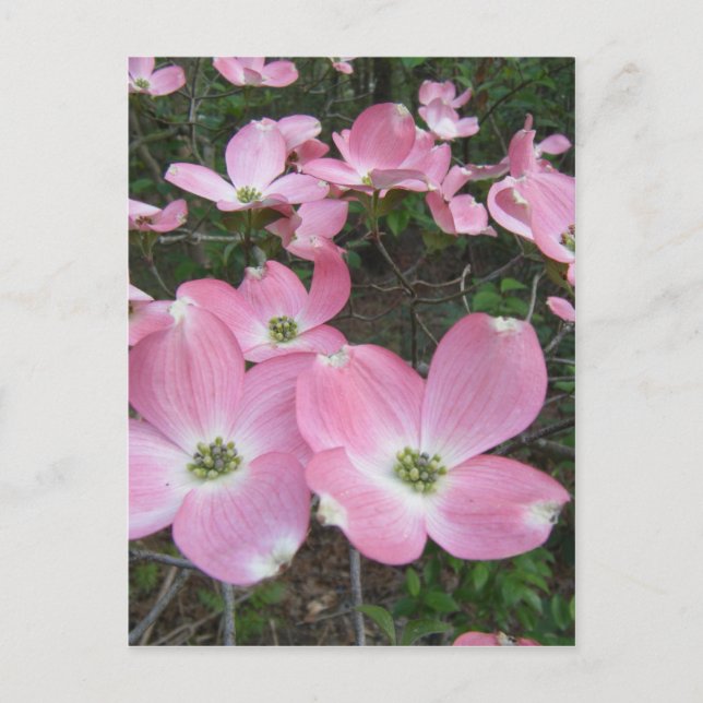 Postal Dogwood rosa (Anverso)