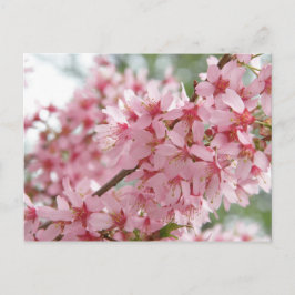 Postal Dogwoods rosados