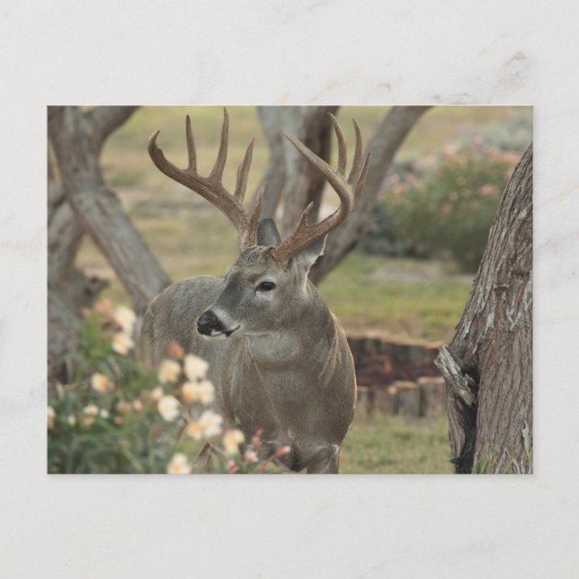 Postal Dólar (Anverso)