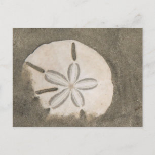 Postal Dólar de arena (Echinarachnius parma)
