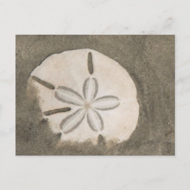 Postal Dólar de arena (Echinarachnius parma) (Anverso)