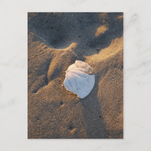 Postal dólar de arena en la playa