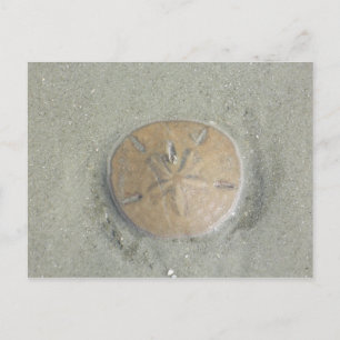 Postal dólar de arena en la playa foto de gbillisl