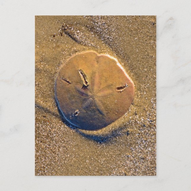 Postal Dólar De Arena Revelado En La Playa | Isla Hilton  (Anverso)