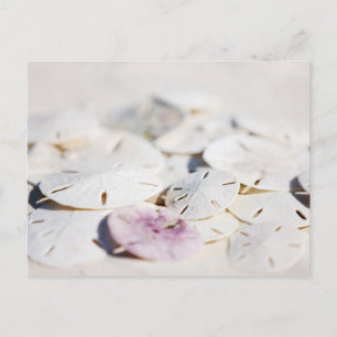 Postal Dólares de arena