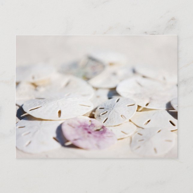 Postal Dólares de arena (Anverso)