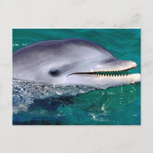 Postal dolfijn