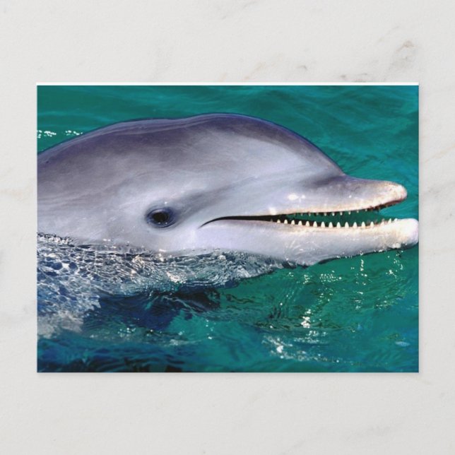 Postal dolfijn (Anverso)