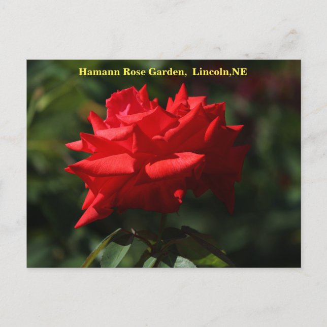 Postal Dolly Parton Postcard HRG 700 2014 (Anverso)