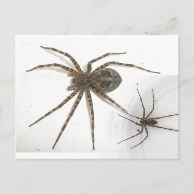 Postal Dolomedes Arañas Masculinas y Femeninas (Anverso)