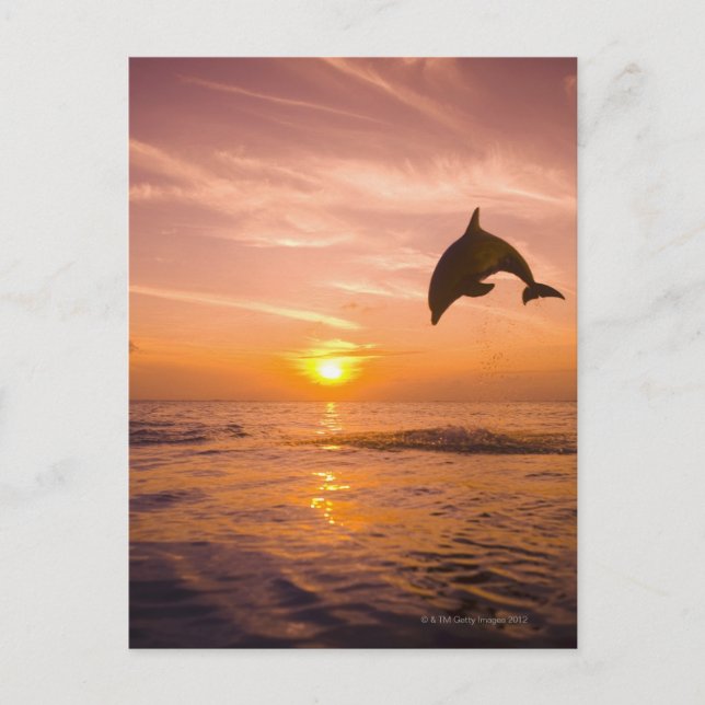 Postal Dolphin botánico salto 2 (Anverso)