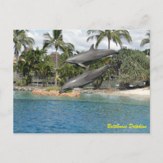 Postal Dolphin Bottlenose