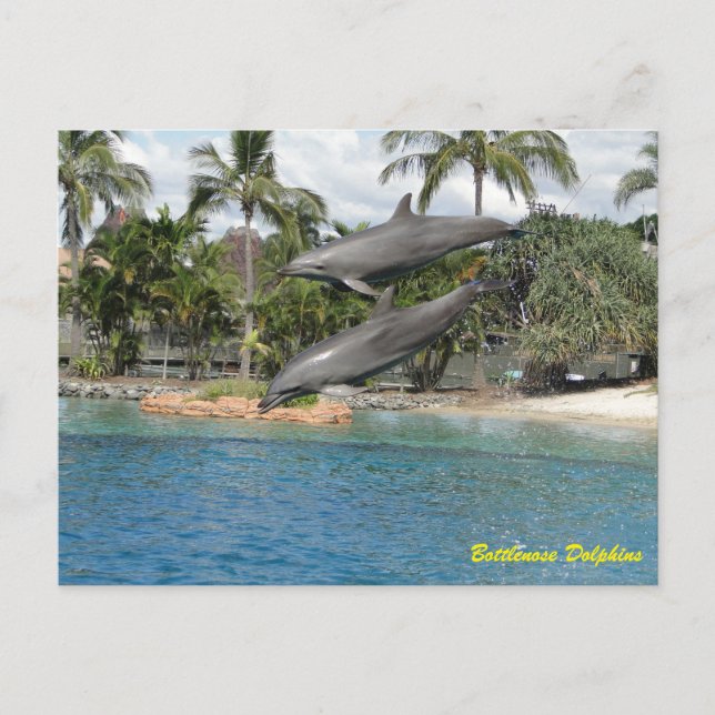 Postal Dolphin Bottlenose (Anverso)