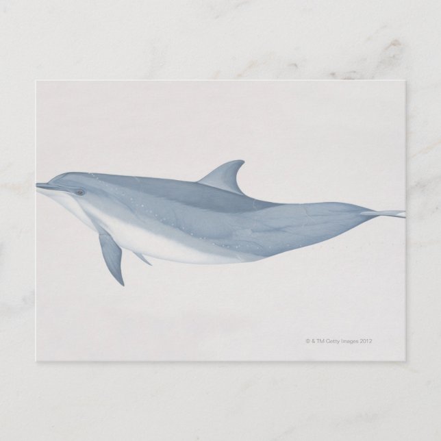 Postal Dolphin Bottlenose (Anverso)