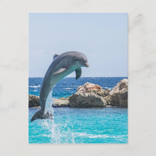 Postal Dolphin Bottlenose (Anverso)