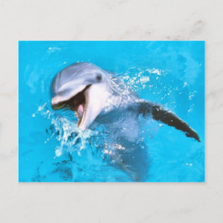 Postal Dolphin Sonriendo 2