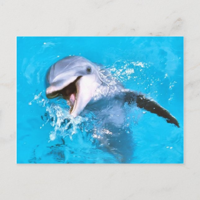 Postal Dolphin Sonriendo 2 (Anverso)