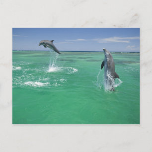 Postal Dolphins Bottlenose Tursiops truncatus